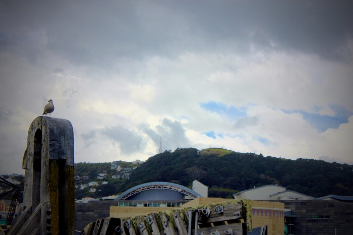Wellington 011